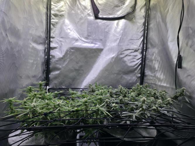 Bubblegum Femaleseeds. Week 12 - 29/03/2026
Midday; tucked the stretch and lite defoll!