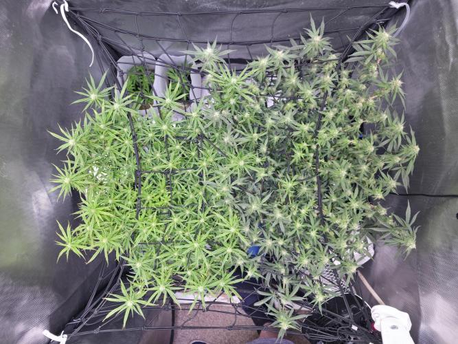 Bubblegum Femaleseeds. Week 12 - 29/03/2026
Midday; tucked the stretch and lite defoll!