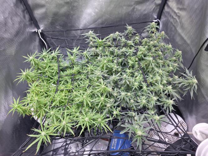Bubblegum Femaleseeds. Week 12 - 29/03/2026
Midday; tucked the stretch and lite defoll! 
Tri-Layer Tension Grid
