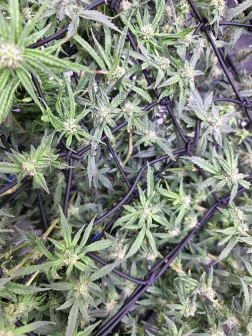 Bubblegum Femaleseeds. Week 12 - 29/03/2026
Midday; tucked the stretch and lite defoll! - the new shoots 🔫 