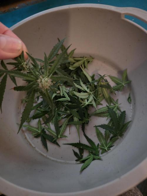 Bubblegum Femaleseeds. Week 12 - 29/03/2026
Midday; tucked the stretch and lite defoll!