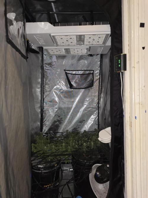 Bubblegum Femaleseeds. Week 12 - 30/03/2026
Installed the second Gativa CT E2000!