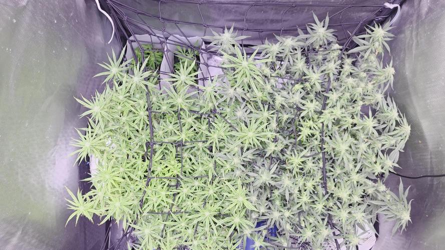 Bubblegum Femaleseeds