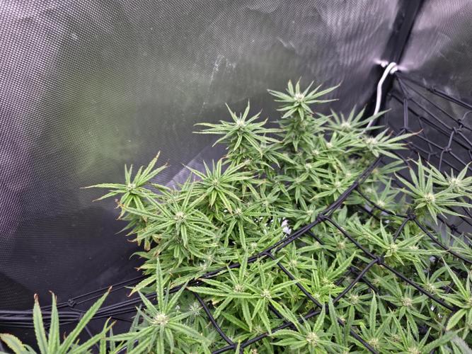 Bubblegum Femaleseeds. Week 12 - 30/03/2026
Midday on 100% split; power supply between two Gativas CT E2000s.