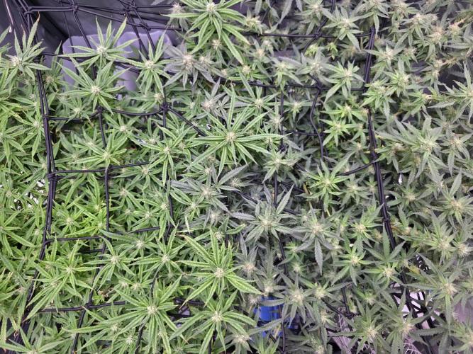 Bubblegum Femaleseeds. Week 12 - 30/03/2026
Midday on 100% split; power supply between two Gativas CT E2000s.