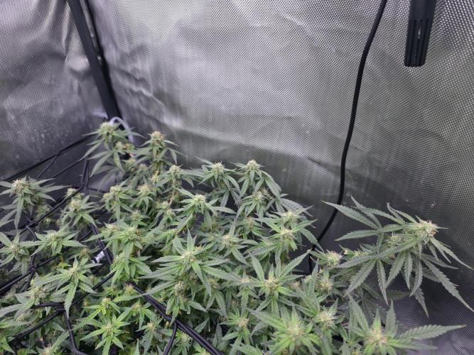 Bubblegum Femaleseeds. Week 12 - 30/03/2026
Midday on 100% split; power supply between two Gativas CT E2000s.