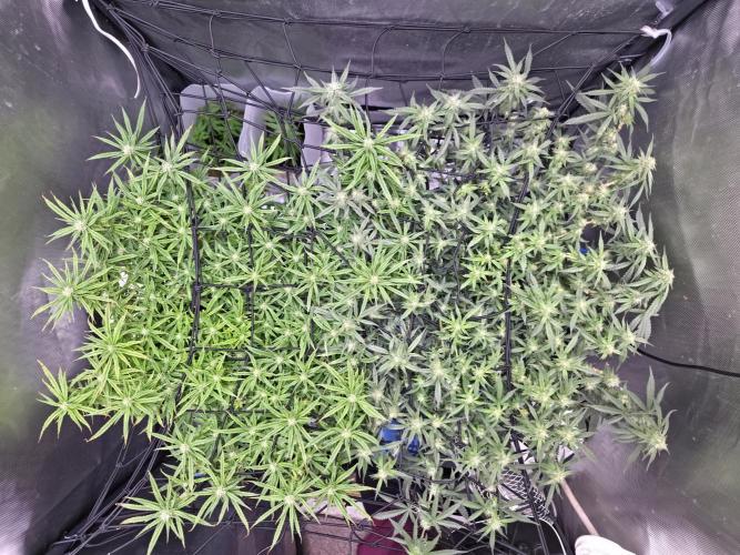Bubblegum Femaleseeds. Week 12 - 30/03/2026
Midday on 100% split; power supply between two Gativas CT E2000s.