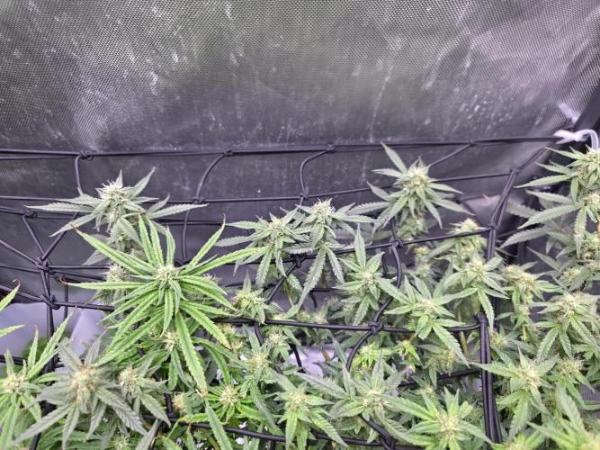 Bubblegum Femaleseeds. Week 12 - 30/03/2026
Midday on 100% split; power supply between two Gativas CT E2000s.