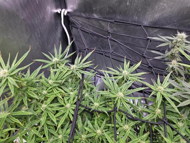 Bubblegum Femaleseeds. Week 12 - 30/03/2026
Midday on 100% split; power supply between two Gativas CT E2000s.