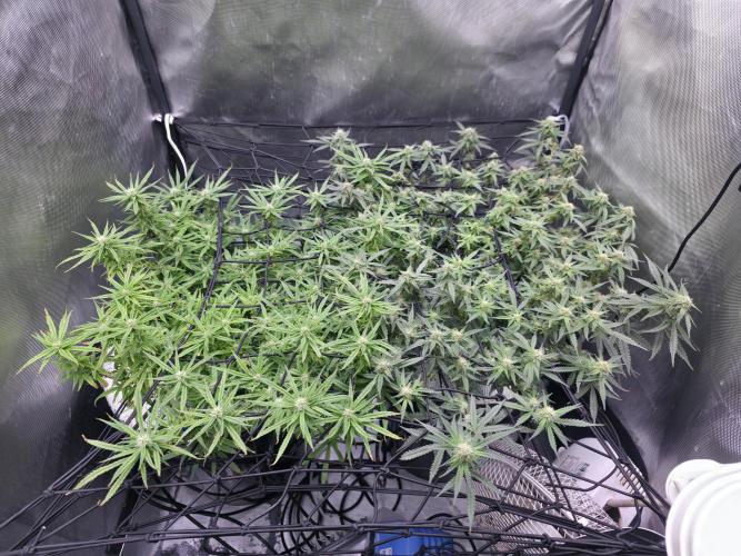 Bubblegum Femaleseeds. Week 12 - 30/03/2026
Midday on 100% split; power supply between two Gativas CT E2000s.