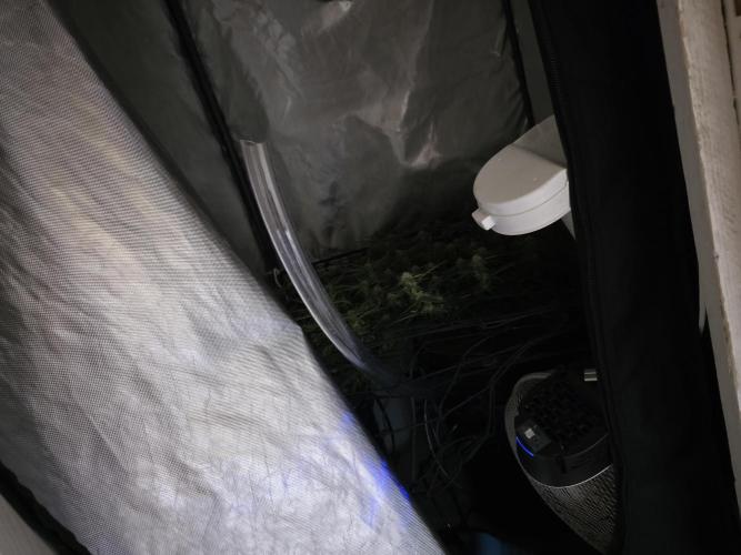 Bubblegum Femaleseeds. Week 12 - 30/03/2026
Filling the res using tubing!