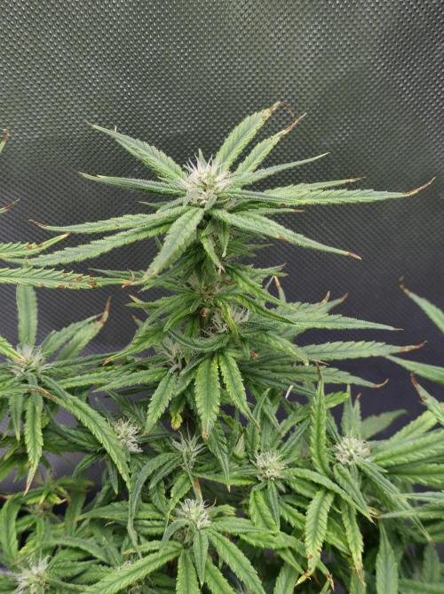 Bubblegum Femaleseeds. Week 12 - 30/03/2026
Before lights off! 
