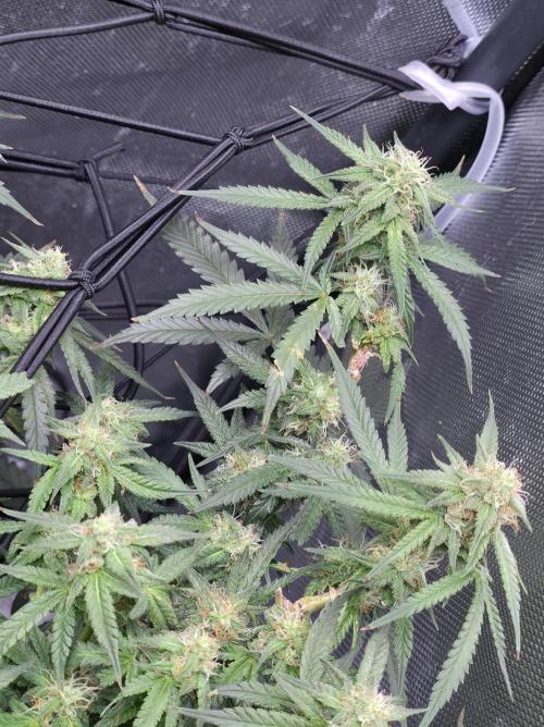 Bubblegum Femaleseeds. Week 12 - 30/03/2026
Before lights off! 