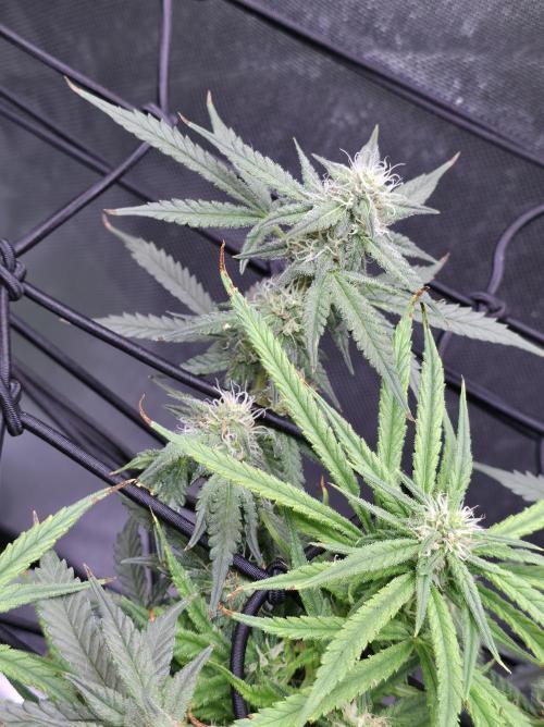 Bubblegum Femaleseeds. Week 12 - 30/03/2026
Before lights off! 