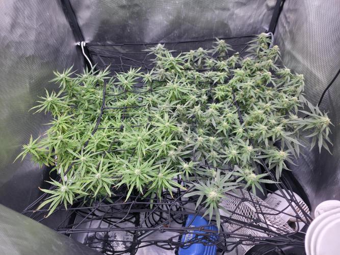 Bubblegum Femaleseeds. Week 12 - 30/03/2026
Before lights off! 