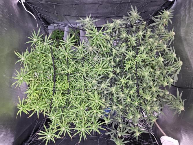 Bubblegum Femaleseeds. Week 12 - 30/03/2026
Before lights off! 