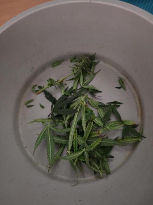 Bubblegum Femaleseeds. Week 12 - 31/03/2026
Lite defoll