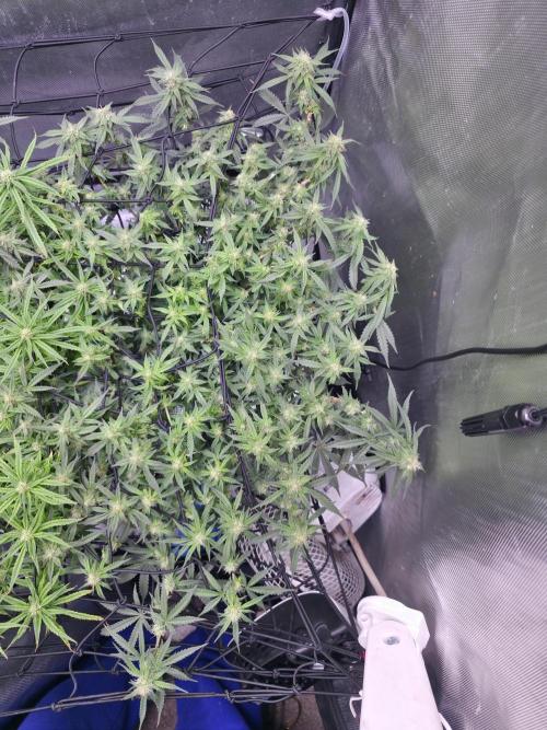 Bubblegum Femaleseeds. Week 12 - 31/03/2026
Little tuck and its opened up the new shoots 🔫 
