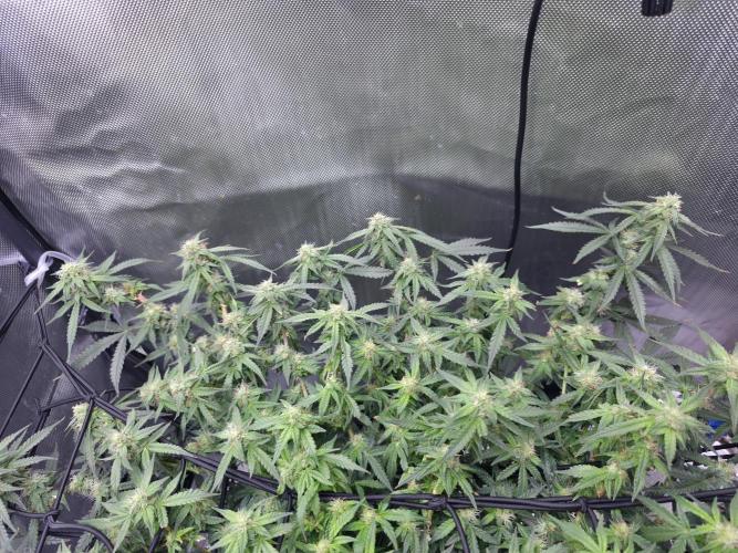 Bubblegum Femaleseeds. Week 12 - 31/03/2026
Little tuck and its opened up the new shoots 🔫 