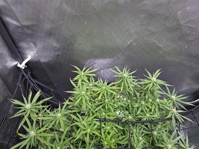 Bubblegum Femaleseeds. Week 12 - 31/03/2026
Little tuck and its opened up the new shoots 🔫 