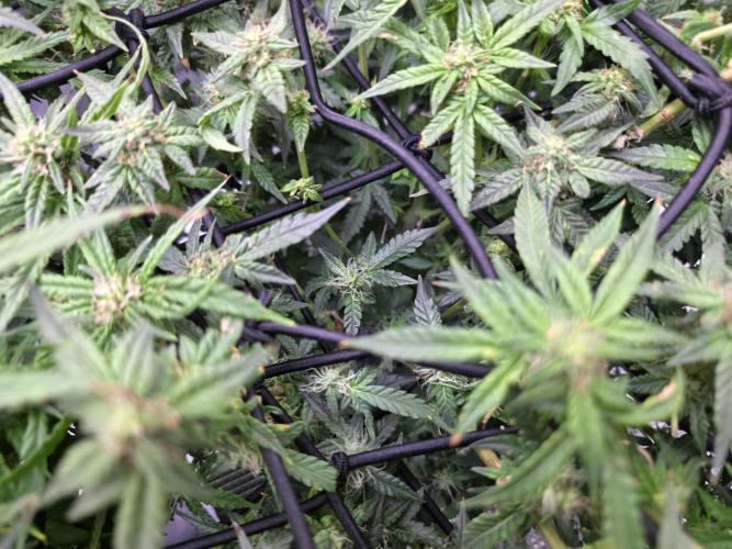 Bubblegum Femaleseeds. Week 12 - 31/03/2026
Little tuck and its opened up the new shoots 🔫 