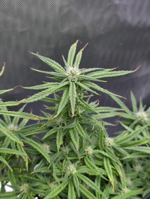 Bubblegum Femaleseeds. Week 12 - 31/03/2026
Little tuck and its opened up the new shoots 🔫 