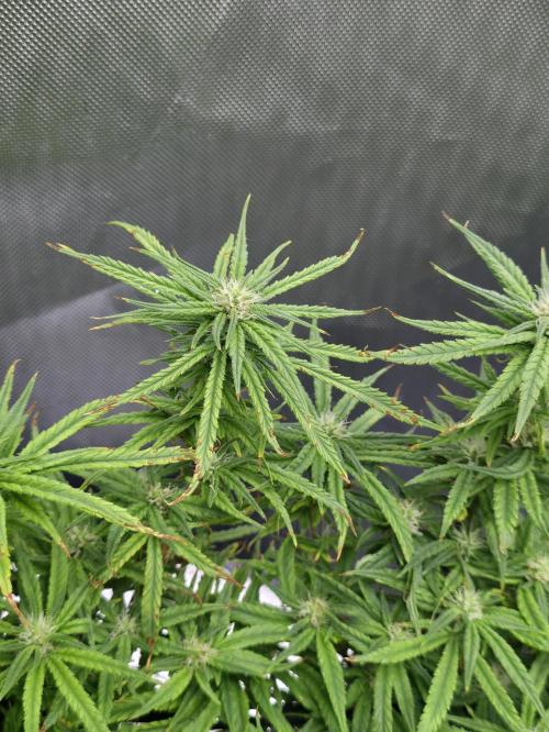 Bubblegum Femaleseeds. Week 12 - 31/03/2026
Little tuck and its opened up the new shoots 🔫 