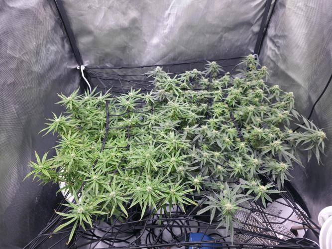 Bubblegum Femaleseeds. Week 12 - 31/03/2026
Little tuck and its opened up the new shoots 🔫 