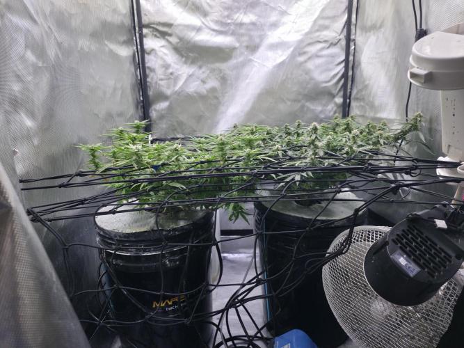 Bubblegum Femaleseeds. Week 12 - 31/03/2026
Little tuck and its opened up the new shoots 🔫 