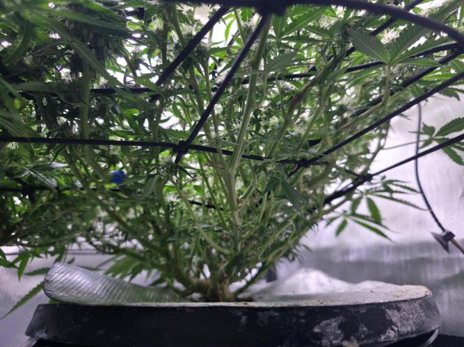 Bubblegum Femaleseeds. Week 12 - 31/03/2026
Little tuck and its opened up the new shoots 🔫 