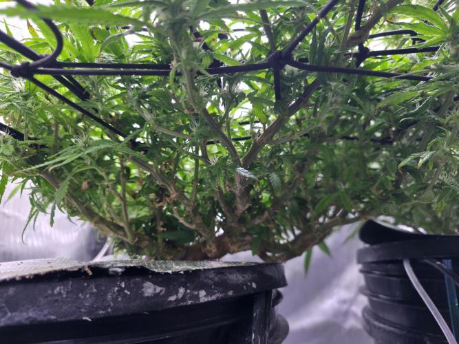 Bubblegum Femaleseeds. Week 12