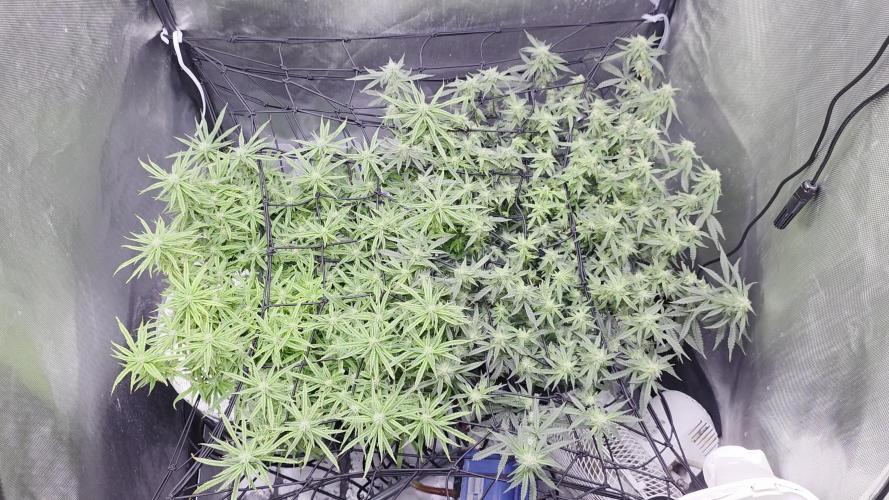 Bubblegum Femaleseeds