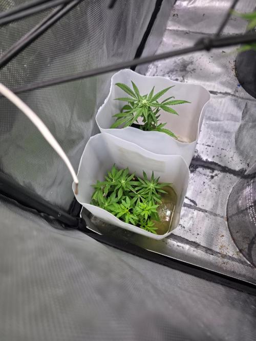 Bubblegum Femaleseeds. Week 12 - 31/03/2026
The random cuttings have algi and have started flowering 