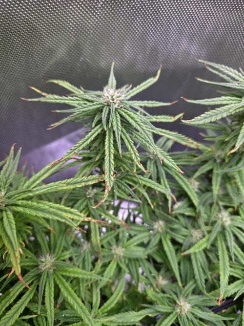 Bubblegum Femaleseeds. Week 13 - 01/04/2026