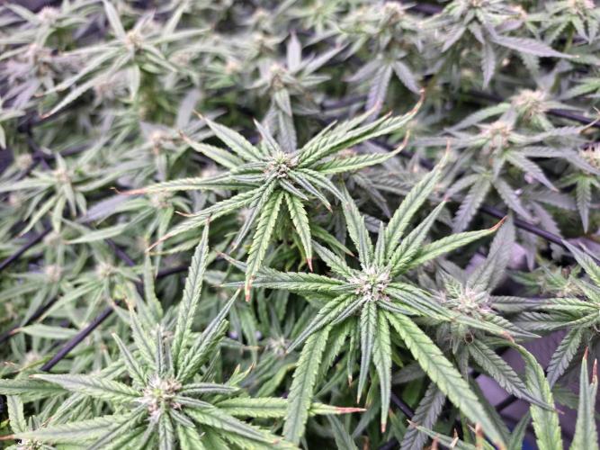Bubblegum Femaleseeds. Week 13 - 01/04/2026
