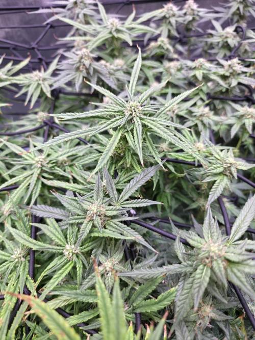Bubblegum Femaleseeds. Week 13 - 01/04/2026