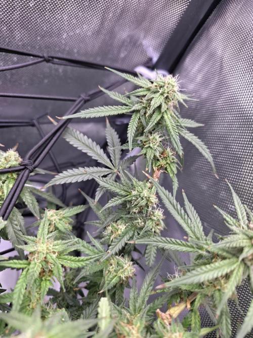 Bubblegum Femaleseeds. Week 13 - 01/04/2026