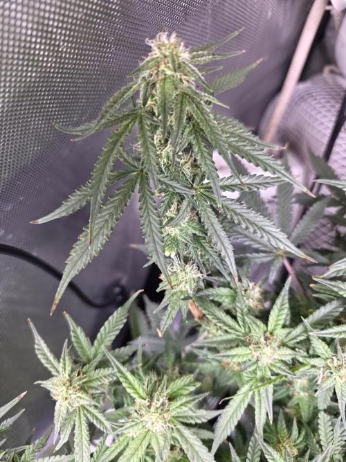 Bubblegum Femaleseeds. Week 13 - 01/04/2026