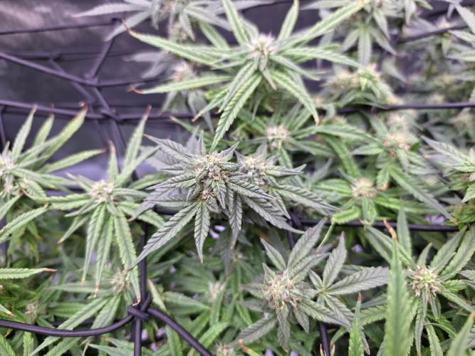 Bubblegum Femaleseeds. Week 13 - 01/04/2026