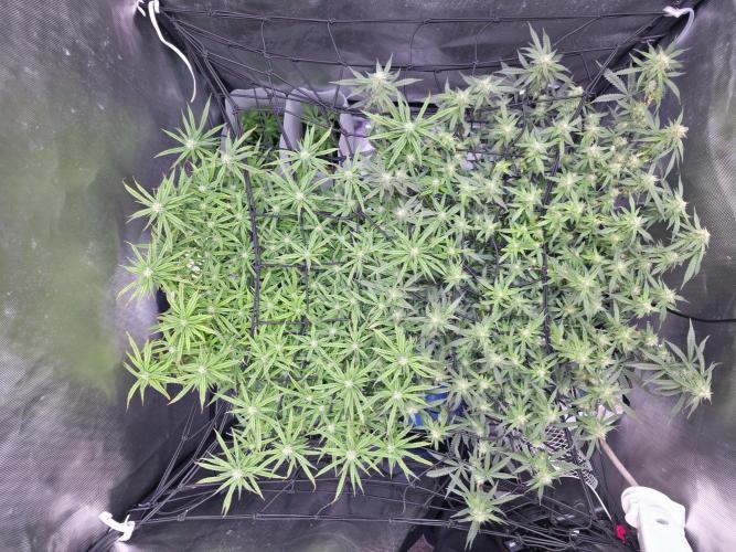 Bubblegum Femaleseeds. Week 13 - 01/04/2026