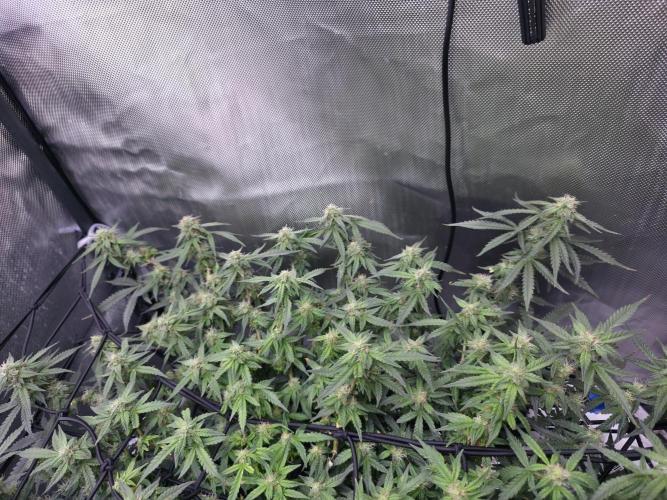 Bubblegum Femaleseeds. Week 13 - 01/04/2026