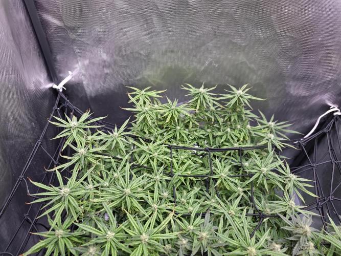 Bubblegum Femaleseeds. Week 13 - 01/04/2026