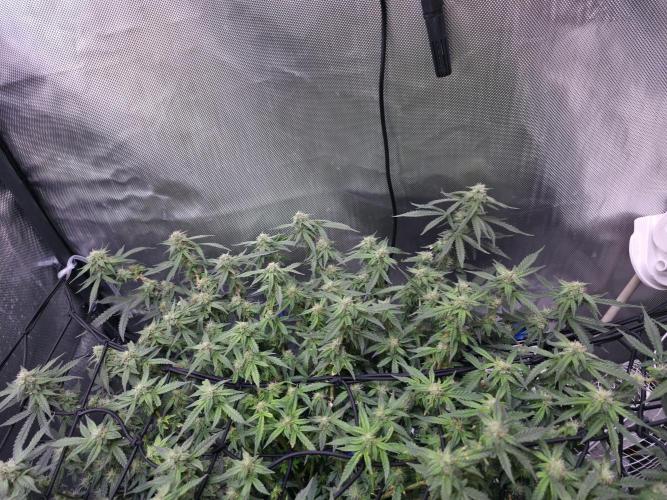 Bubblegum Femaleseeds. Week 13 - 01/04/2026