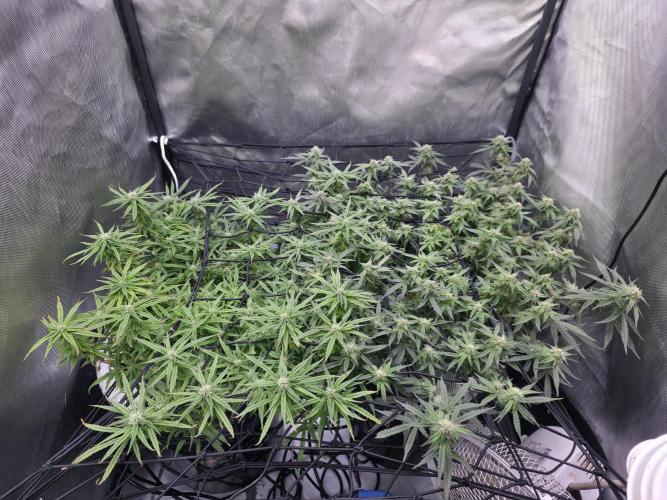 Bubblegum Femaleseeds. Week 13 - 01/04/2026