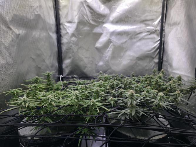 Bubblegum Femaleseeds. Week 13 - 01/04/2026