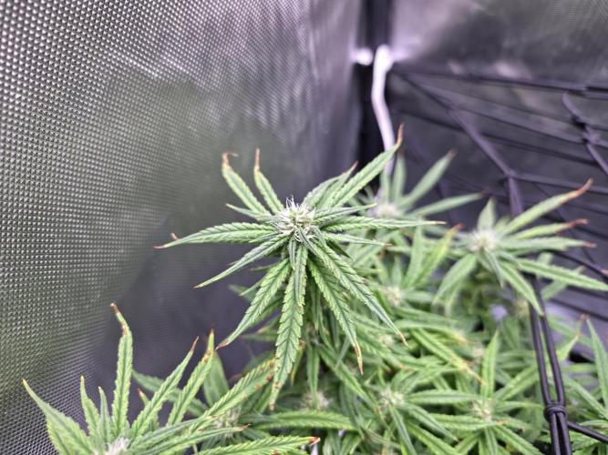 Bubblegum Femaleseeds. Week 13 - 01/04/2026
