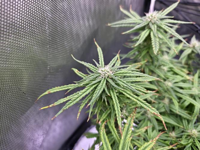 Bubblegum Femaleseeds. Week 13 - 01/04/2026