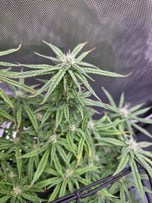 Bubblegum Femaleseeds. Week 13 - 01/04/2026