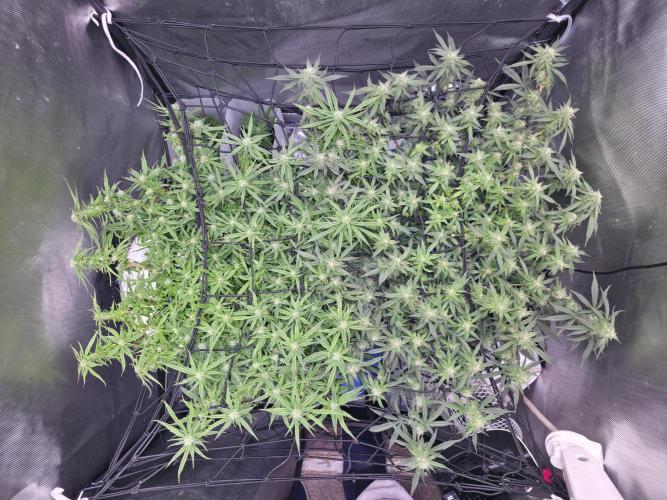 Bubblegum Femaleseeds. Week 13 - 02/04/2026
Bubblegum femaleseeds (R) has finally reached singularity of the stre