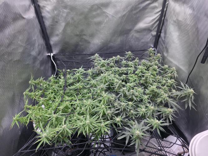 Bubblegum Femaleseeds. Week 13 - 02/04/2026
Bubblegum femaleseeds (R) has finally reached singularity of the stre